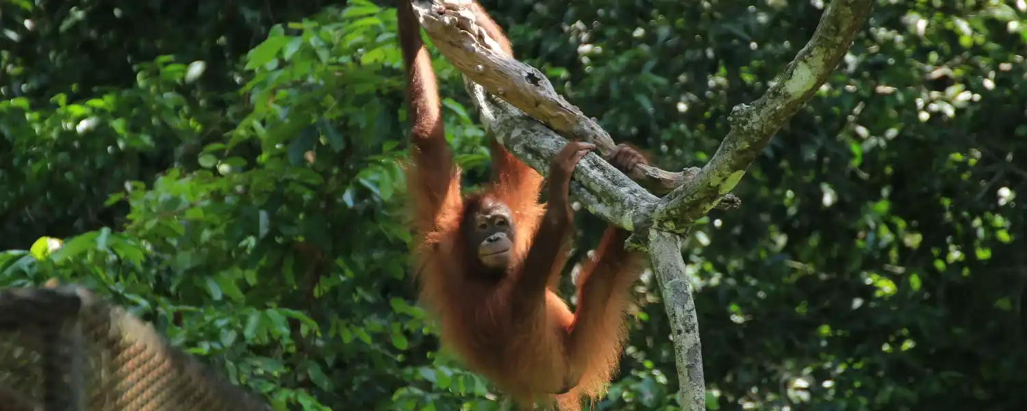 3 Day Borneo Orangutan Adventure-1